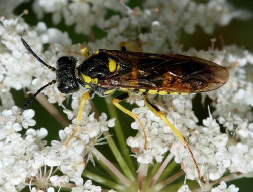 Tenthredo largiflava