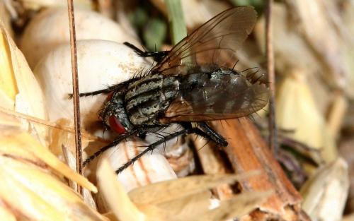 Sarcophaga sp.