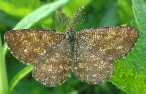 Réf. 27 320 : Ematurga atomaria