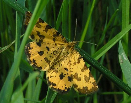 Pseudopanthera macularia