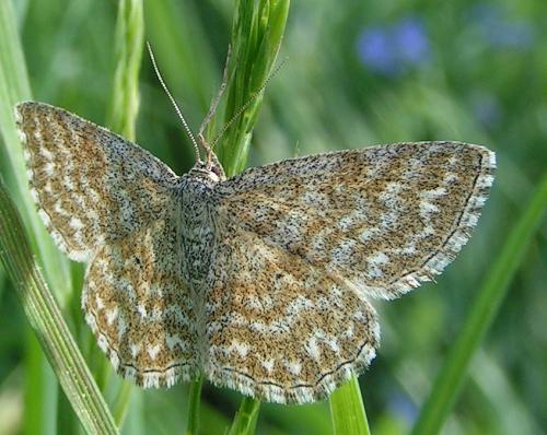 Réf. 27 350 : Scopula immorata