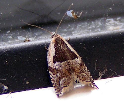 Réf. 27 384 : Ancylis myrtillana