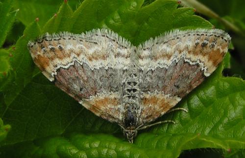 Réf. 27 428 : Xanthorhoe sp.