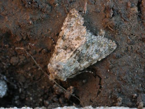 Réf. 27 000 : Polymixis rufocincta