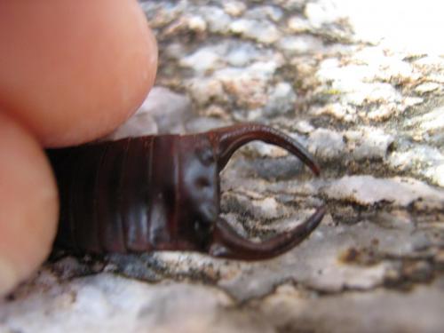 Chelidura pyrenaica