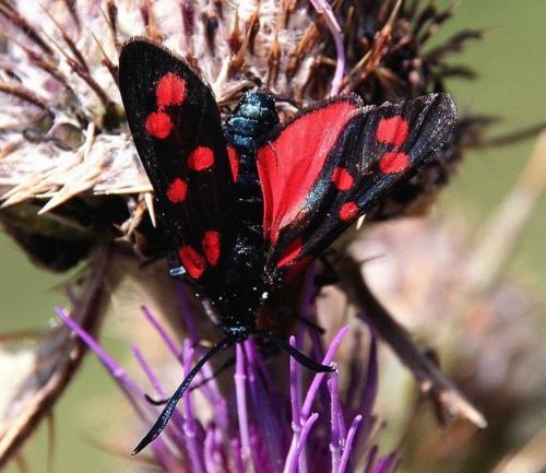 Zygaena transalpina