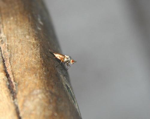 Tephrochlamys sp.