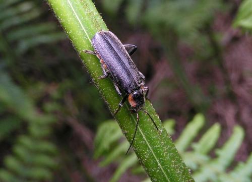 Réf. 27 823 : Cantharis obscura