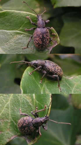 Réf. 27 547 : Otiorhynchus aurifer