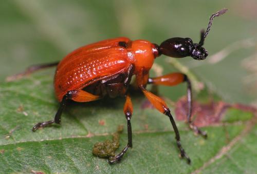 Réf. 27 821 : Apoderus coryli