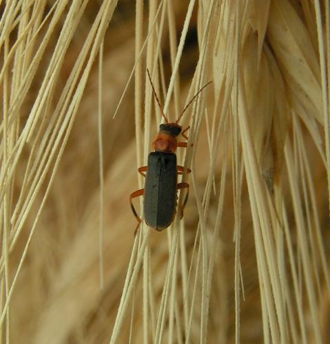 Cantharis lateralis
