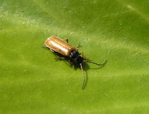 Rhagonycha nigriventris