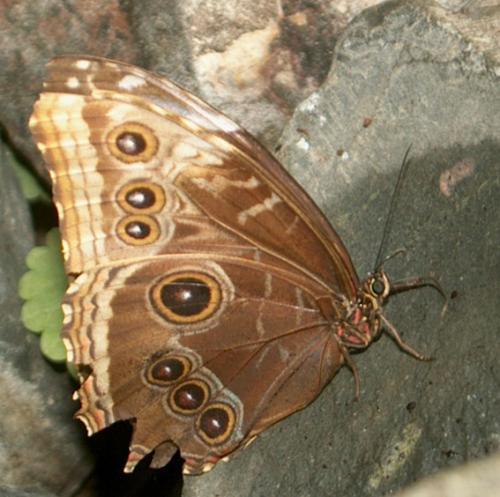 Réf. 27 907 : Morpho sp.