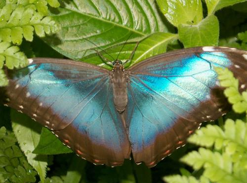 Réf. 27 708 : Morpho helenor