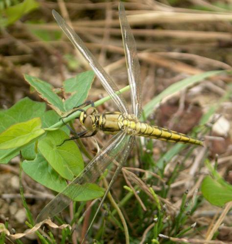 Orthetrum cancellatum