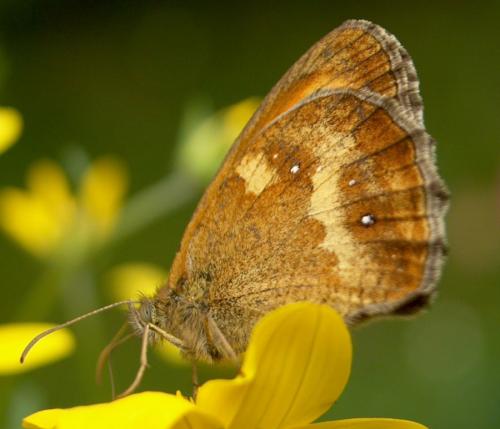 Réf. 27 914 : Pyronia tithonus