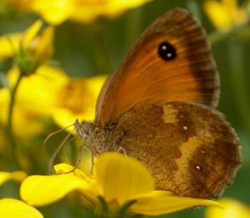 Réf. 27 915 : Pyronia tithonus