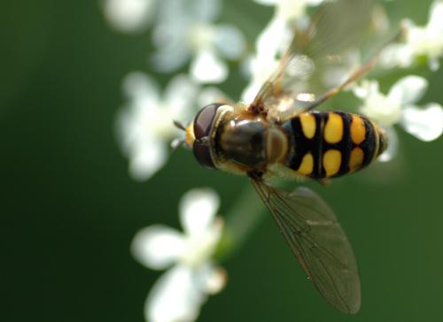 Eupeodes corollae