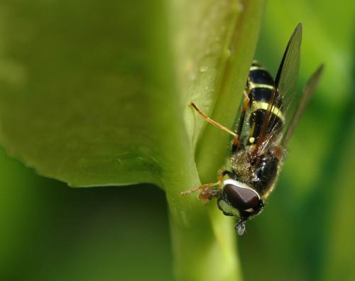 Réf. 27 546 : Dasysyrphus tricinctus