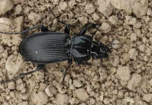 Réf. 27 394 : Pterostichus melanarius