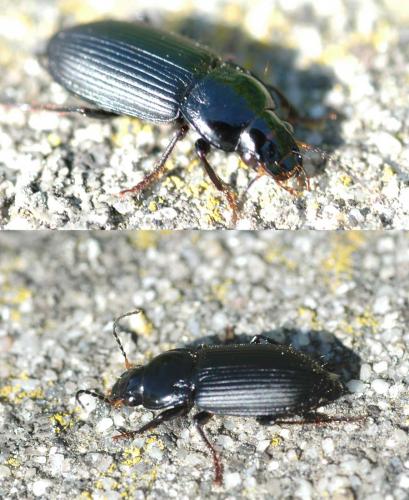 Anisodactylus binotatus