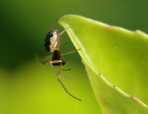 Pachygnatha degeeri
