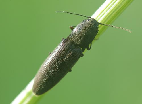 Réf. 27 396 : Athous haemorrhoidalis