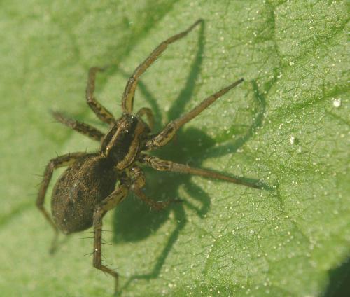 Pardosa sp.