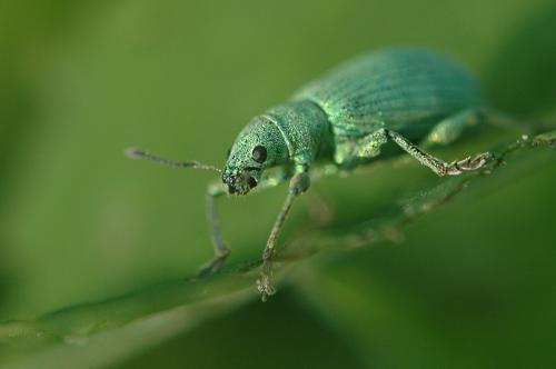 Polydrusus planifrons