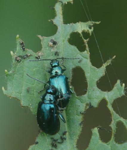 Réf. 27 459 : Altica sp.