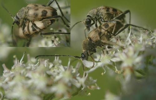 Pachytodes cerambyciformis