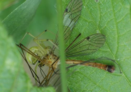 Enoplognatha sp.