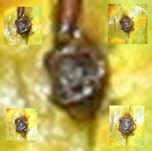 Araniella displicata