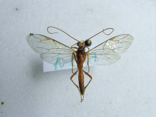 Réf. 27 548 : Netelia sp.