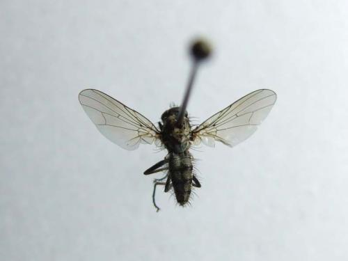 Hylemya vagans