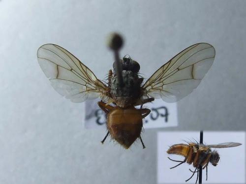 Phaonia sp.