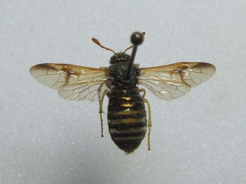 Abia nitens