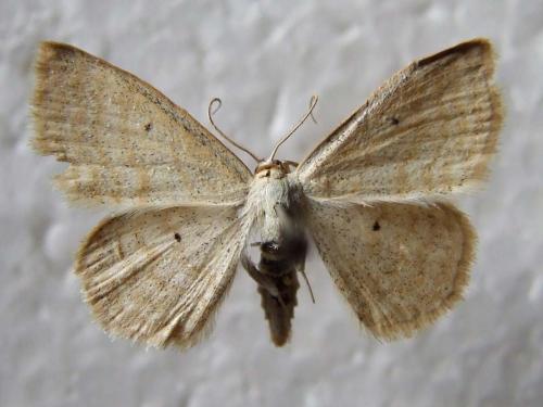 Réf. 27 634 : Scopula immutata