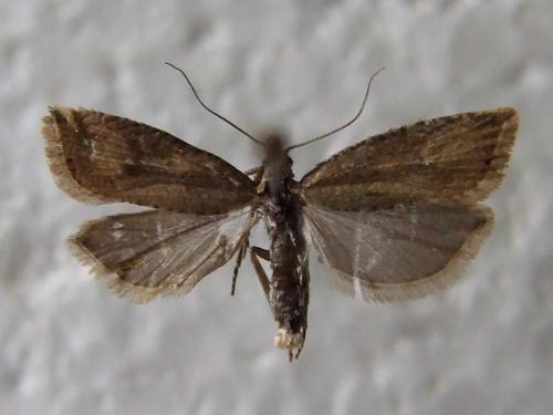 Réf. 27 633 : Bactra sp.