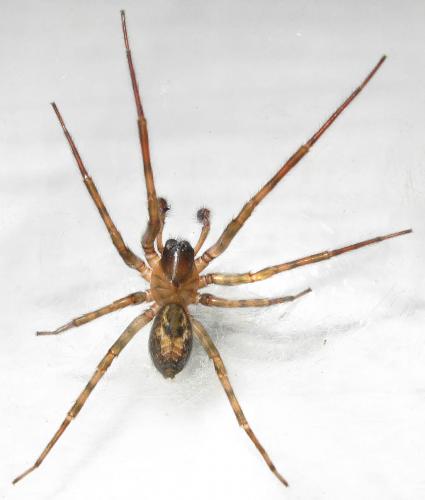 Amaurobius similis