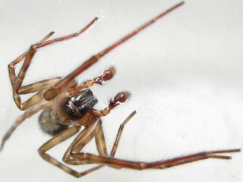 Amaurobius similis