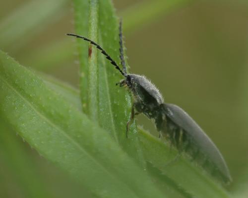 Hemicrepidius hirtus