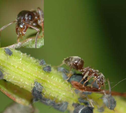 Lasius sp.