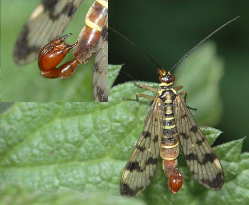 Panorpa communis