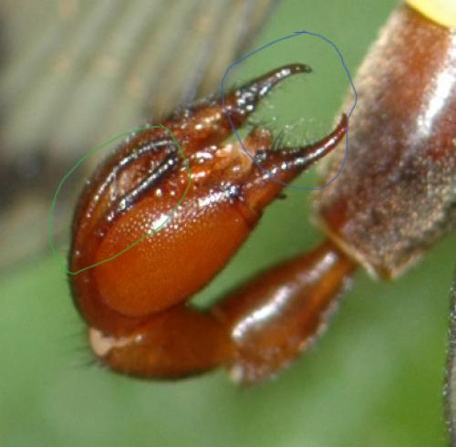 Panorpa communis