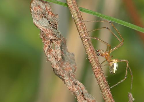 Réf. 27 195 : Enoplognatha sp.