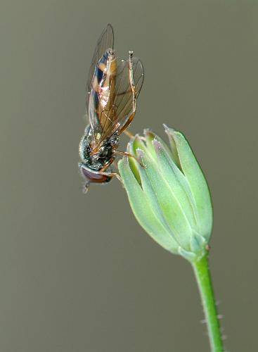 Melanostoma sp.