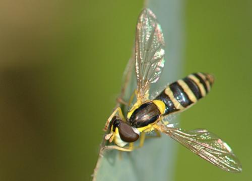 Sphaerophoria sp.
