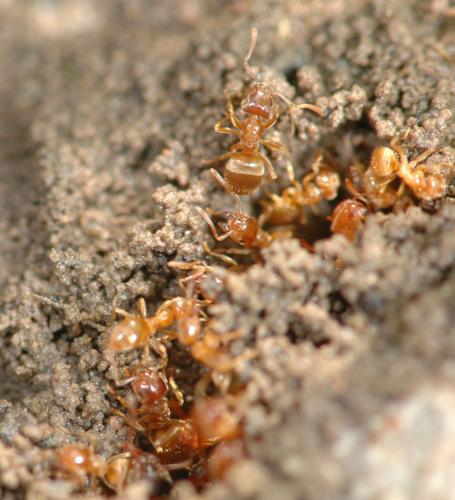 Réf. 27 598 : Lasius sp.