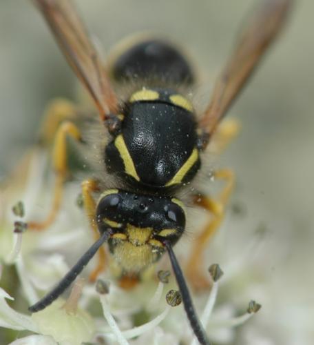 Dolichovespula sylvestris